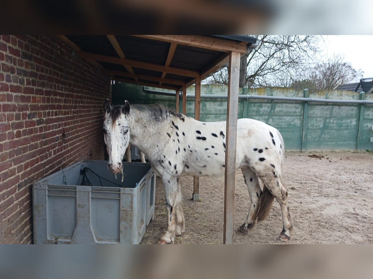 Knabstrup Mix Gelding 11 years 14 hh Overo-all-colors in Waldfeucht