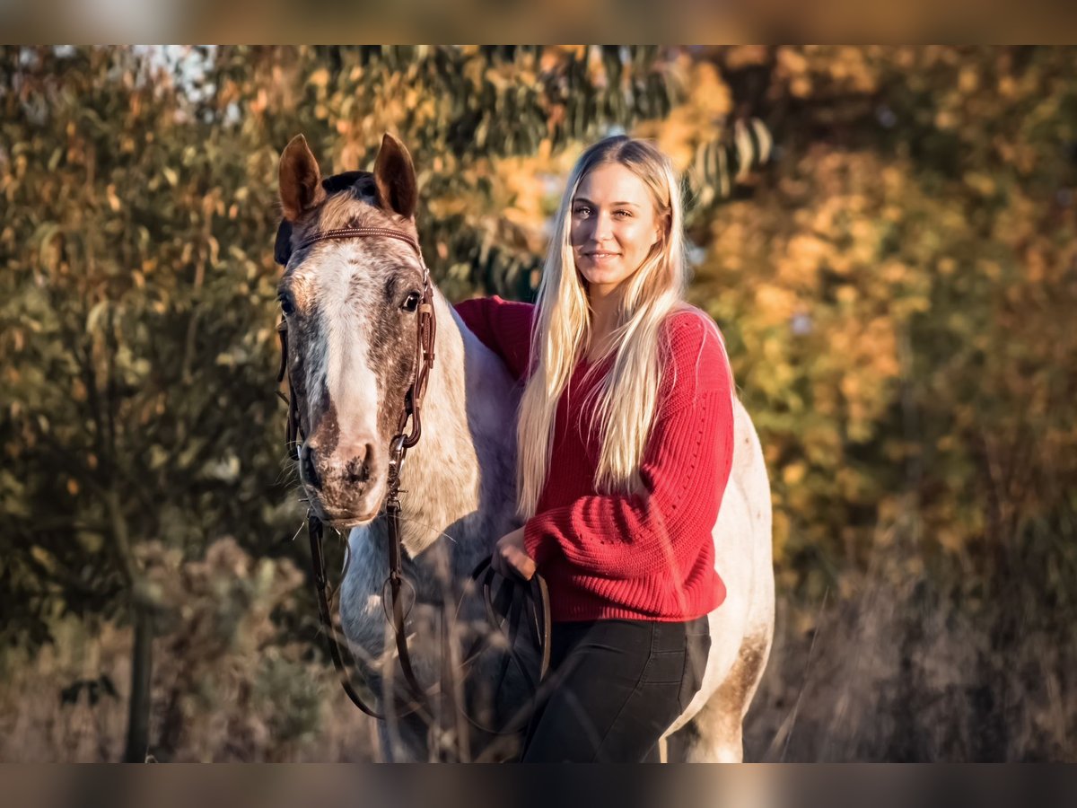 Knabstrup Mix Gelding 12 years 14 hh Leopard-Piebald in Ratingen