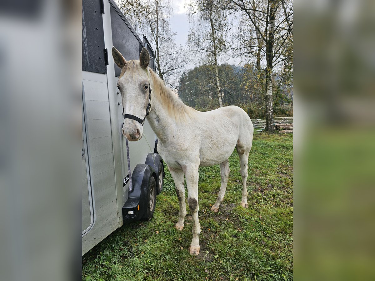 Knabstrup Gelding 1 year 16 hh Gray in Winsen (Luhe)