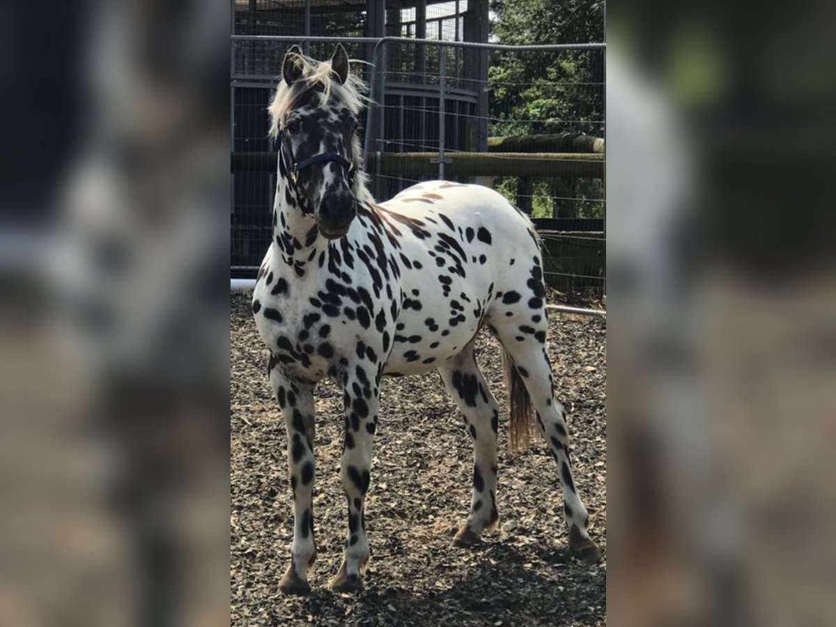 Knabstrup Gelding 1 year Leopard-Piebald in Shrewsbury