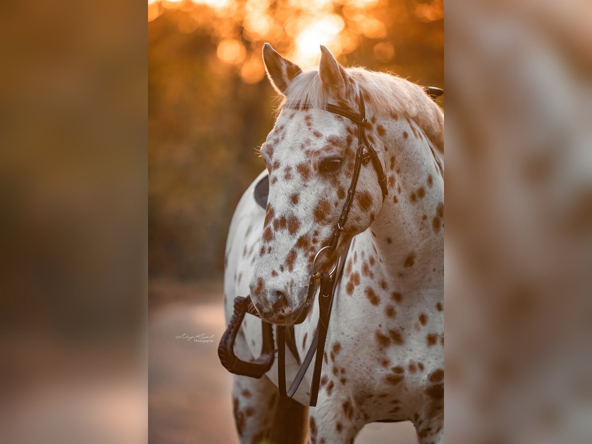 Knabstrup Gelding 20 years 14,3 hh Leopard-Piebald in B&#xF6;nningstedt