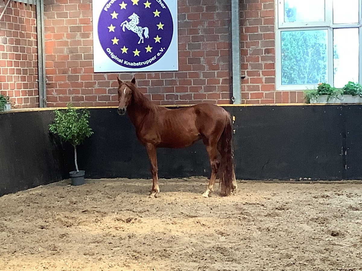 Knabstrup Gelding 2 years 15 hh Chestnut-Red in Werpeloh