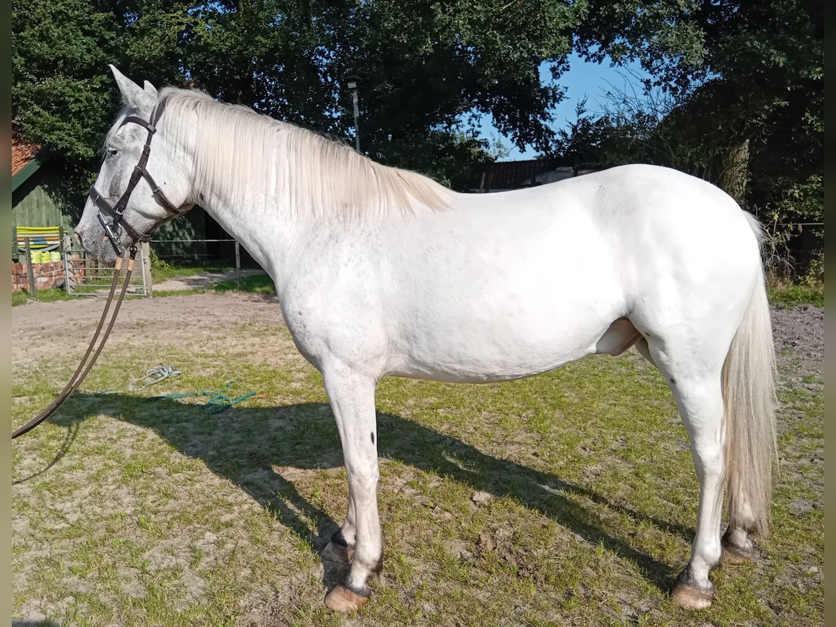 Knabstrup Gelding 3 years 15,1 hh Leopard-Piebald in Oldenburg