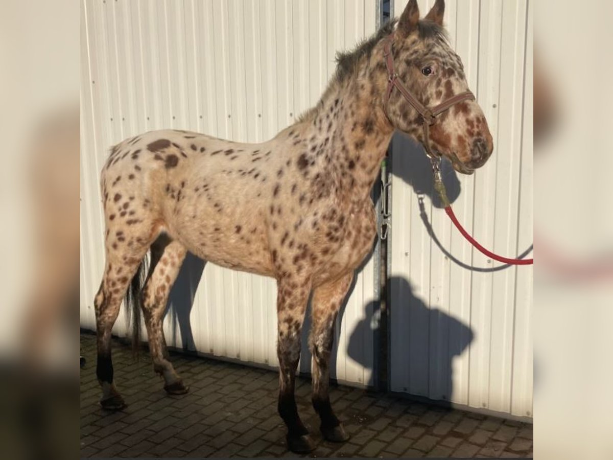 Knabstrup Gelding 3 years 15,2 hh Leopard-Piebald in S&#xFC;derl&#xFC;gum