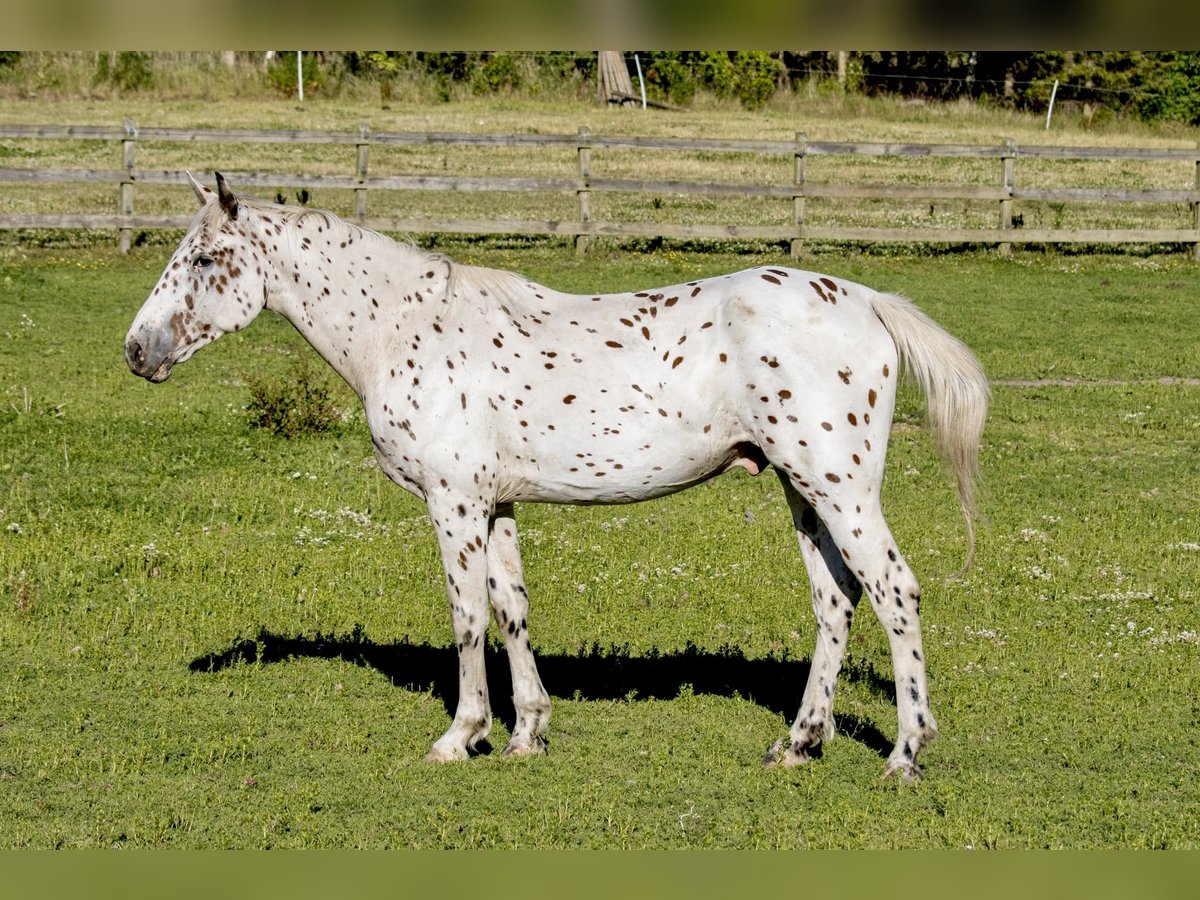 Knabstrup Gelding 3 years 15,3 hh Leopard-Piebald in Fredensborg