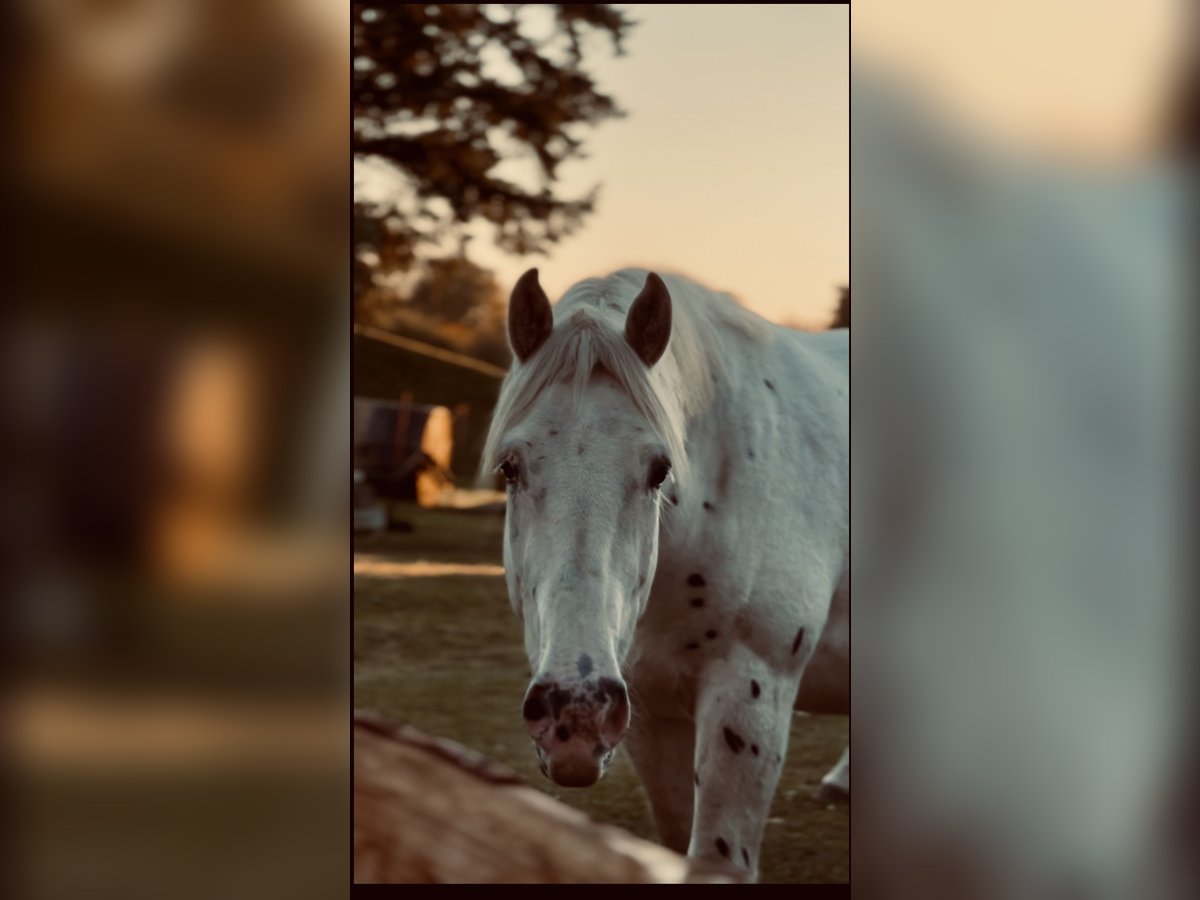 Knabstrup Mix Gelding 3 years 16,2 hh Grey in Medow