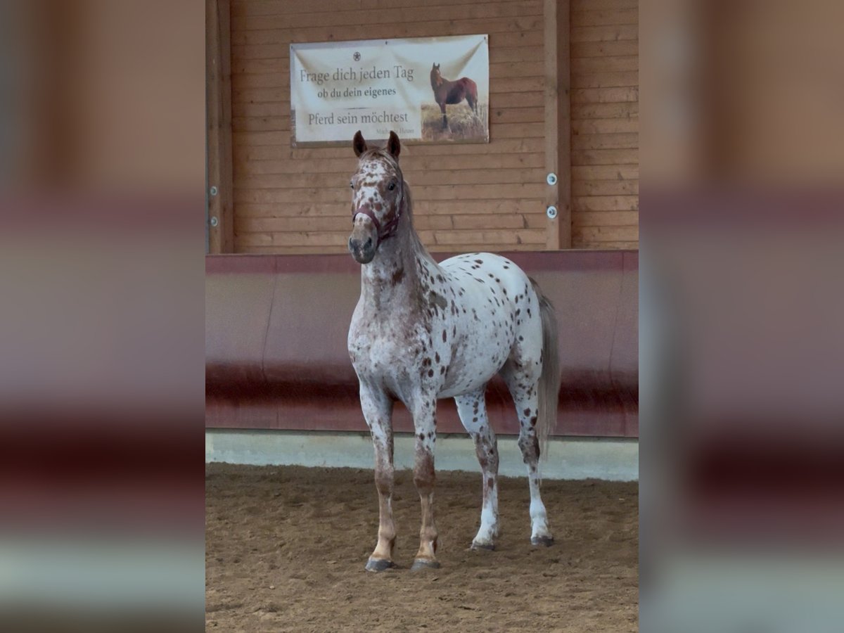 Knabstrup Gelding 4 years 15,2 hh Leopard-Piebald in Achstetten