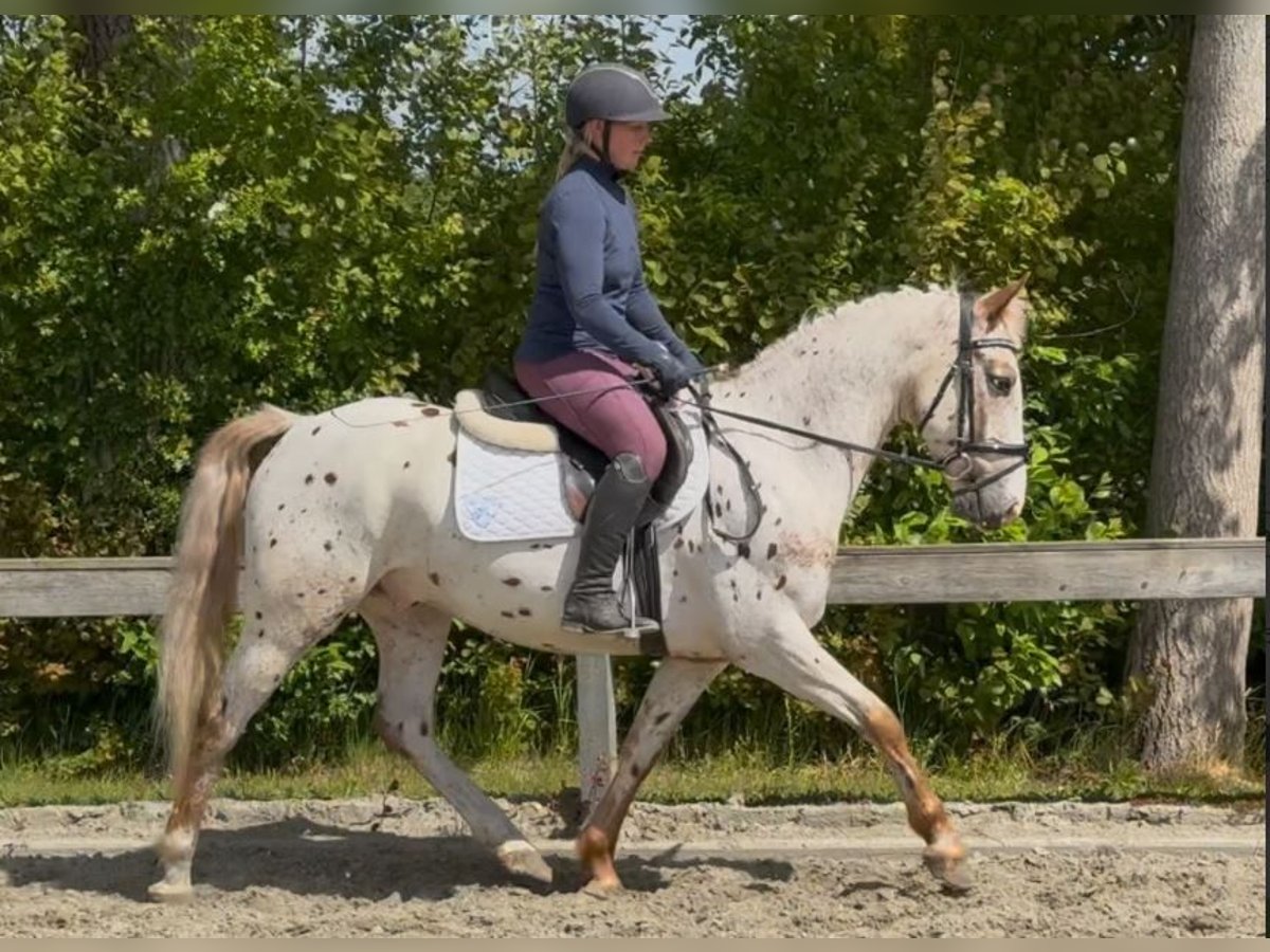 Knabstrup Gelding 5 years 14,1 hh Leopard-Piebald in S&#xFC;derl&#xFC;gum