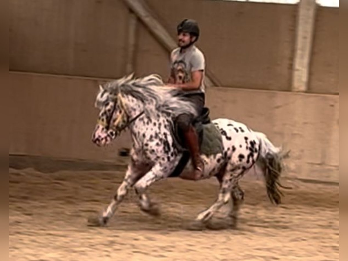 Knabstrup Gelding 8 years 13,2 hh Leopard-Piebald in Schwechatbach