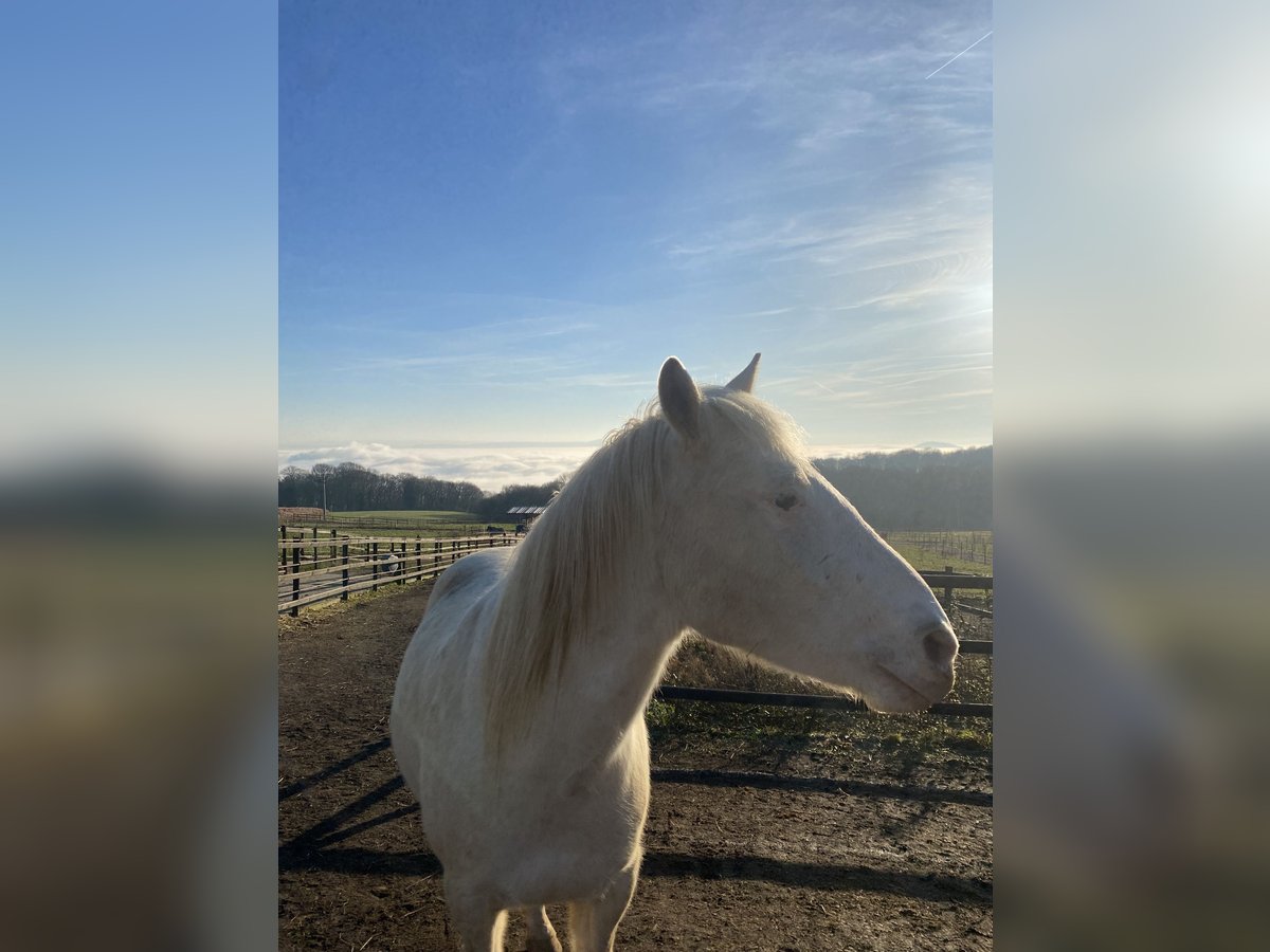 Knabstrup Gelding 9 years 14,2 hh Leopard-Piebald in Neuwied