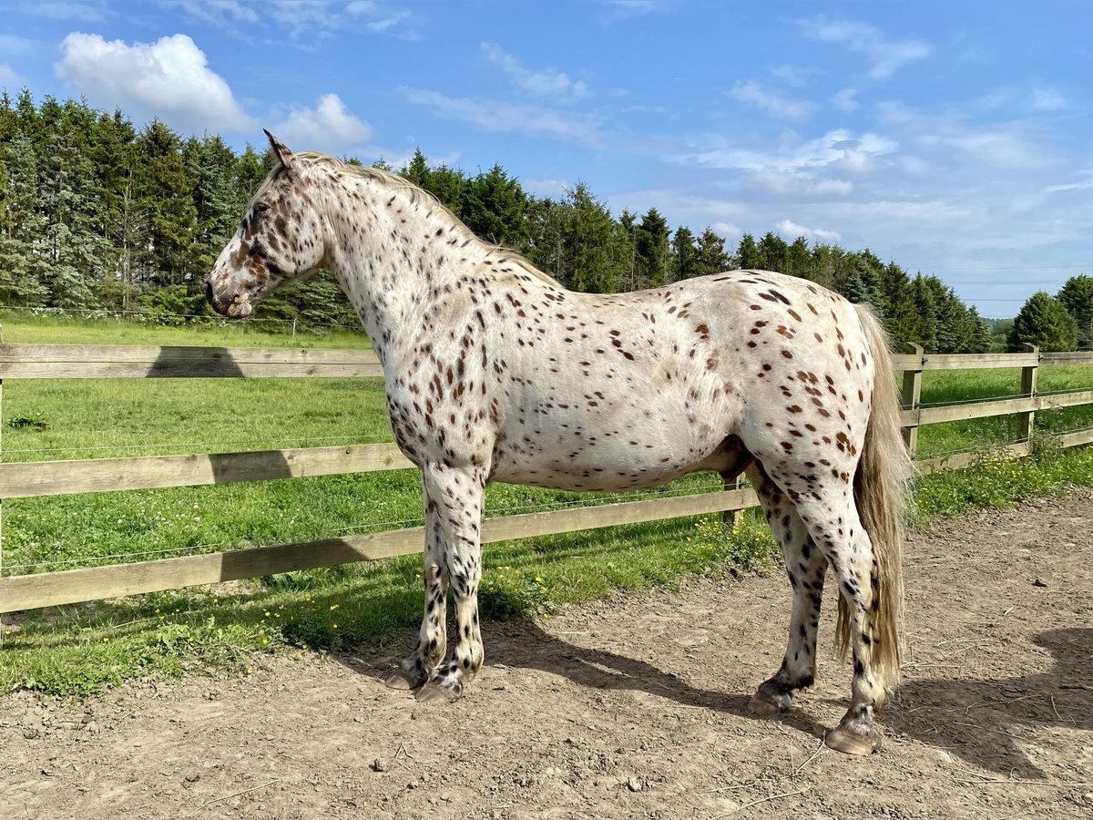 Knabstrup Hongre 11 Ans 159 cm Léopard in Fredensborg