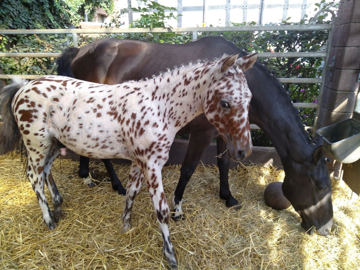 Knabstrup Hongre 1 Année 155 cm Léopard in Bad Essen