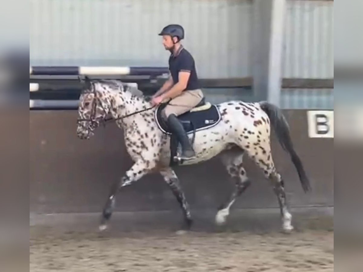 Knabstrup Hongre 3 Ans 158 cm Léopard in S&#xFC;derl&#xFC;gum