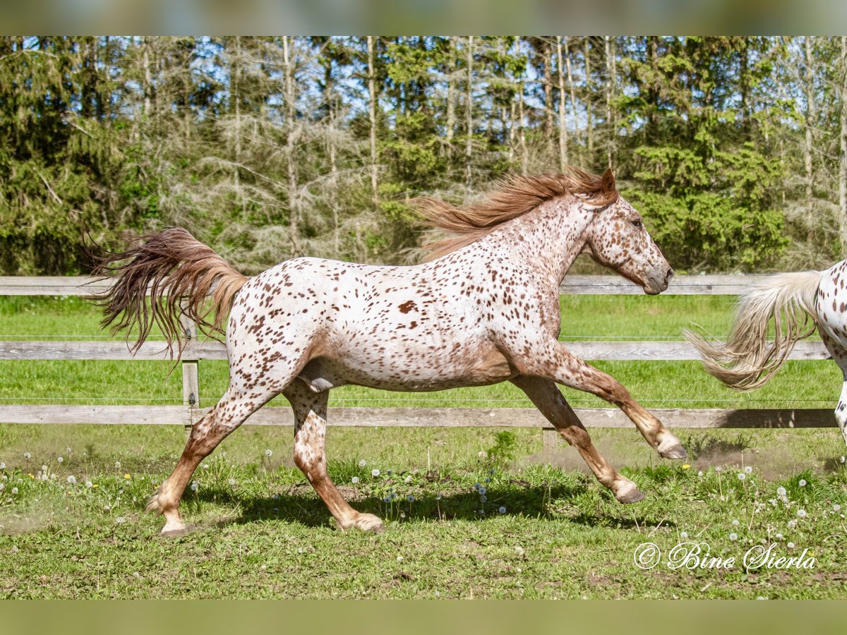 Knabstrup Hongre 5 Ans 158 cm Léopard in Fredensborg