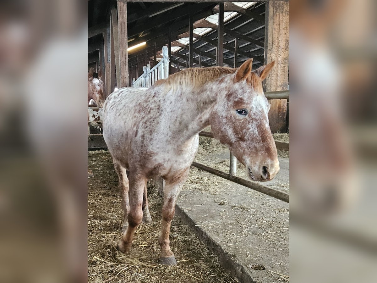 Knabstrup Jument 11 Ans Léopard in Klettgau