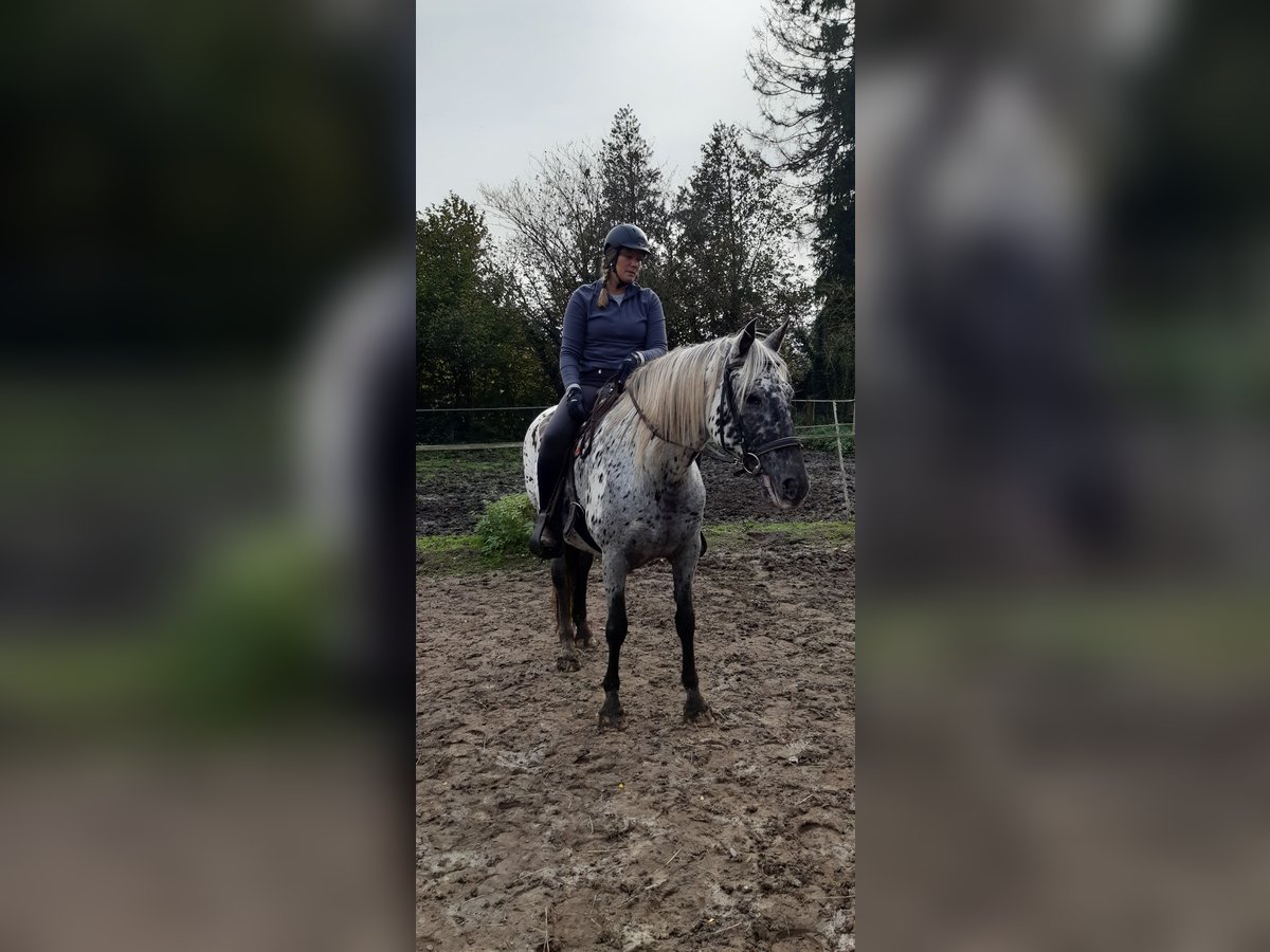 Knabstrup Jument 15 Ans 160 cm Léopard in Hollenstedt