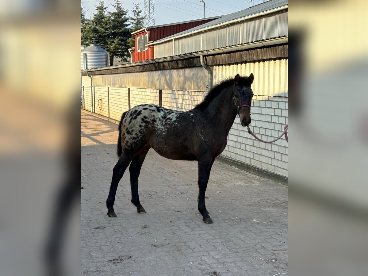 Knabstrup Croisé Jument 1 Année 158 cm Léopard in Bornhöved