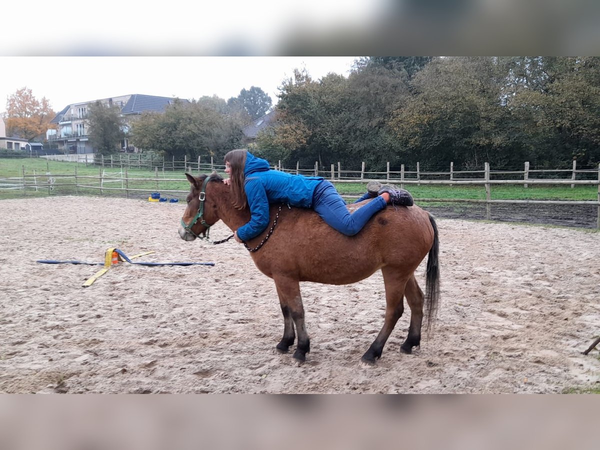 Knabstrup Croisé Jument 3 Ans 140 cm Bai in Verden (Aller)verden