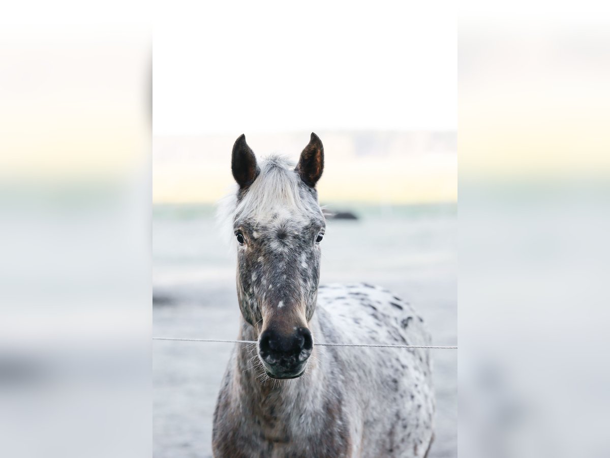 Knabstrup Jument 3 Ans 160 cm Léopard in Spreenhagen