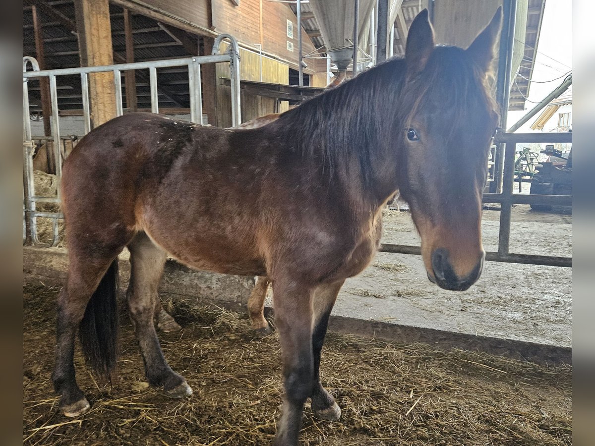 Knabstrup Croisé Jument 3 Ans in Klettgau