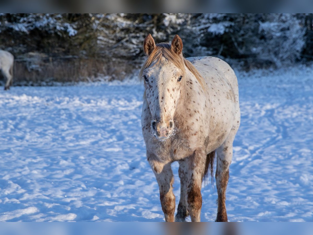 Knabstrup Jument 4 Ans 155 cm Léopard in Fredensborg