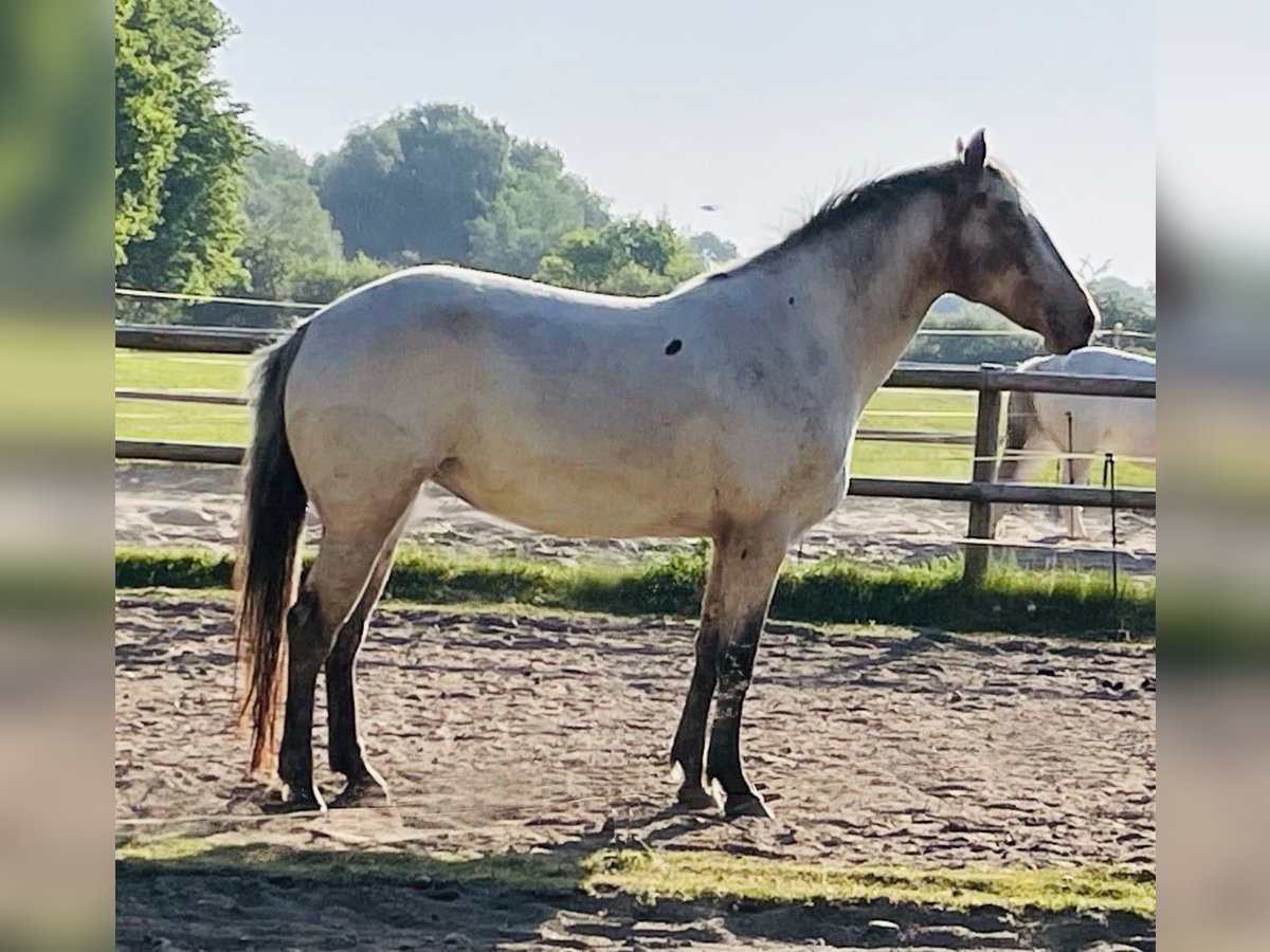 Knabstrup Jument 4 Ans 160 cm Léopard in Rickert