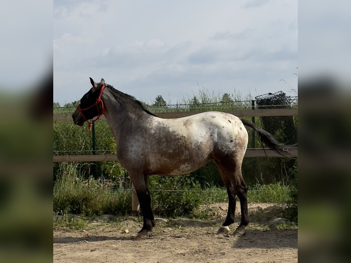 Knabstrup Jument 6 Ans 160 cm Léopard in Stahnsdorf