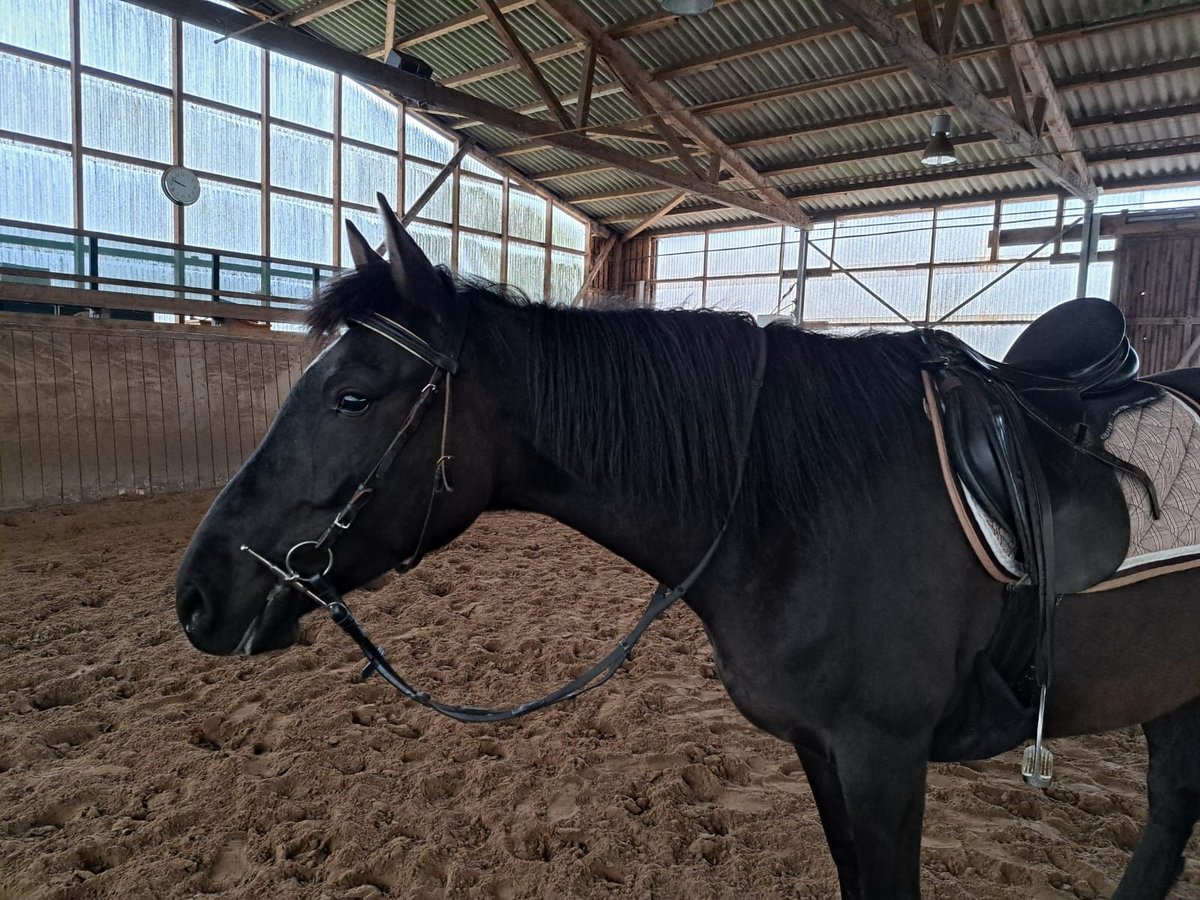 Knabstrup Jument 8 Ans 154 cm Noir in Bad Essen Knabstrup Jument 8 Ans 154 cm Noir in Bad Essen