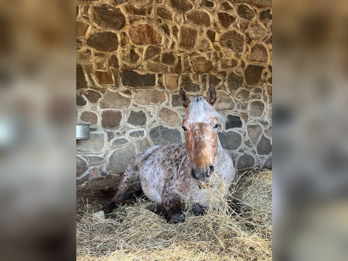 Knabstrup Croisé Jument 9 Ans 163 cm Léopard in Buschvitz