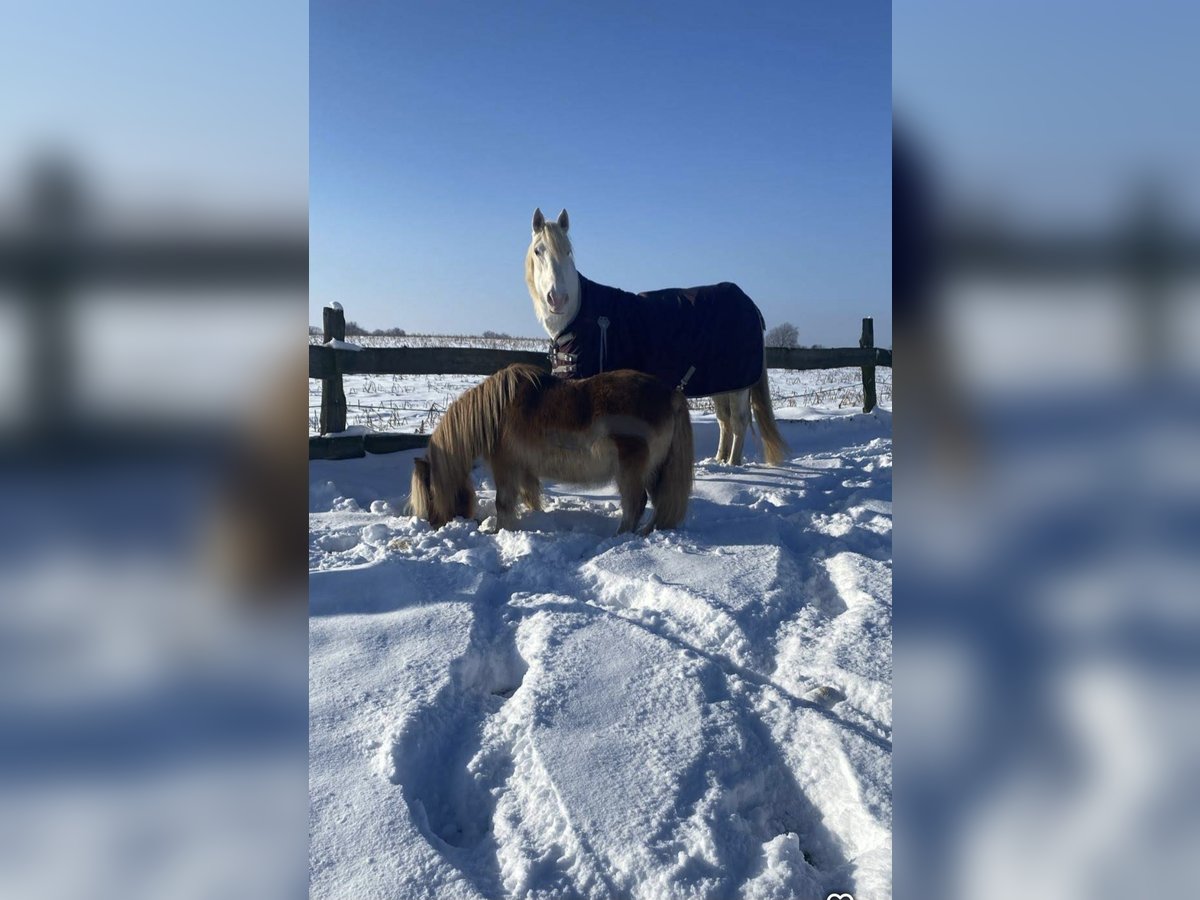 Knabstrup Klacz 12 lat 158 cm Siwa jabłkowita in Alsdorf