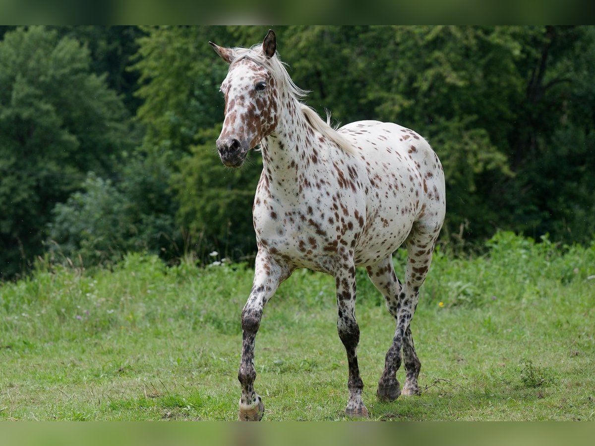 Knabstrup Klacz 3 lat 163 cm Tarantowata in Winden