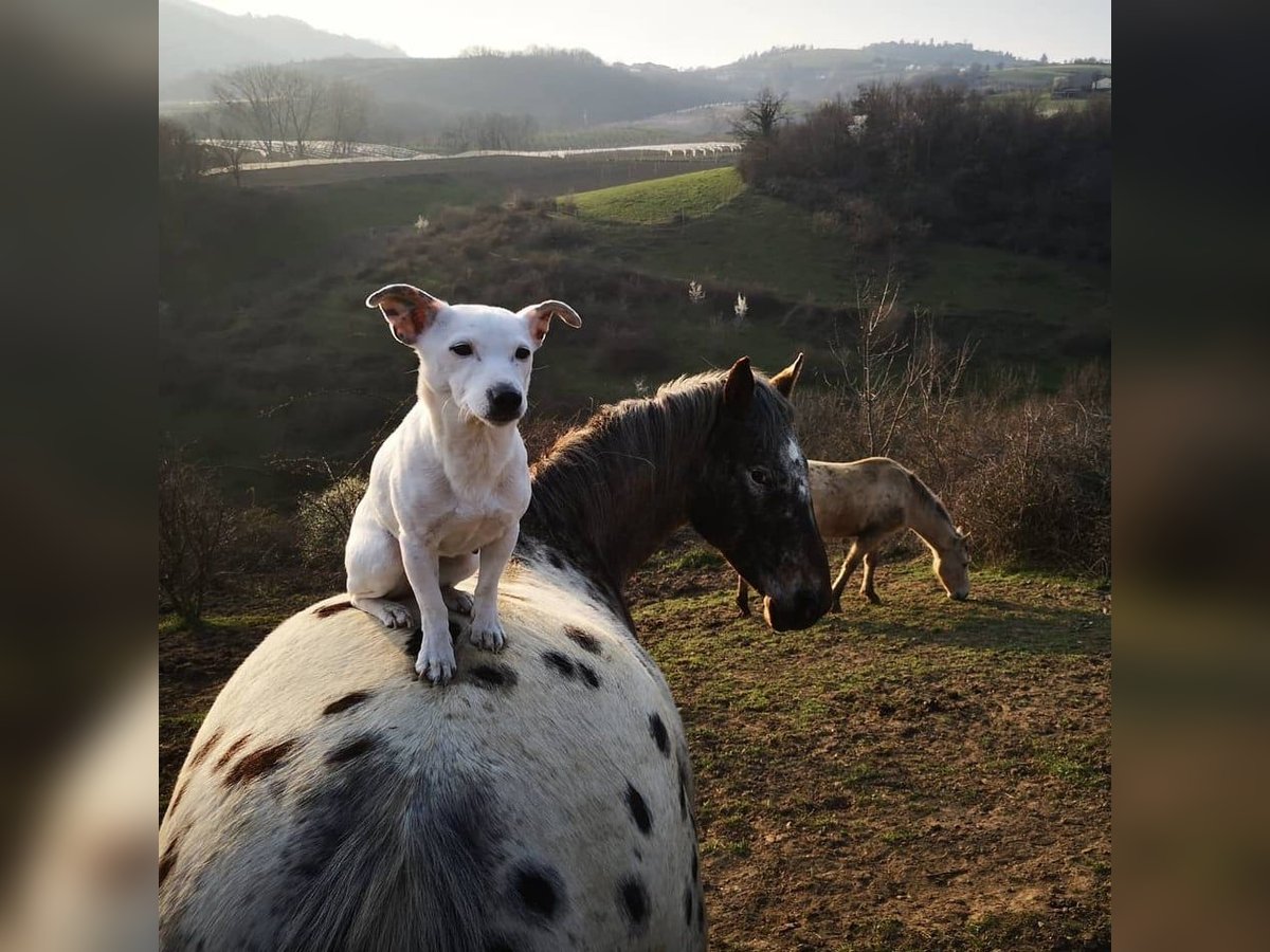 Knabstrup Mix Mare 10 years 14,1 hh Leopard-Piebald in Durfort Lacapelette