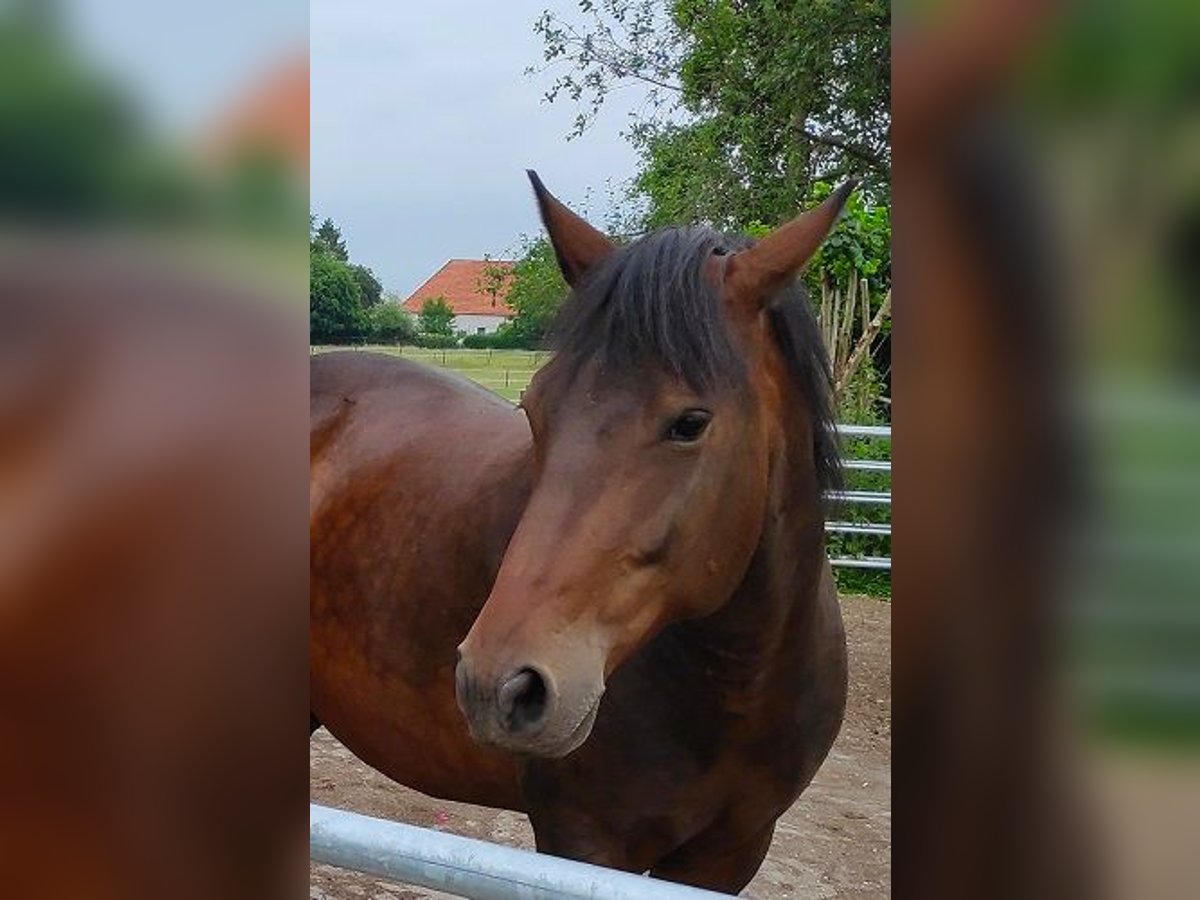 Knabstrup Mare 10 years 15,1 hh in Kleve