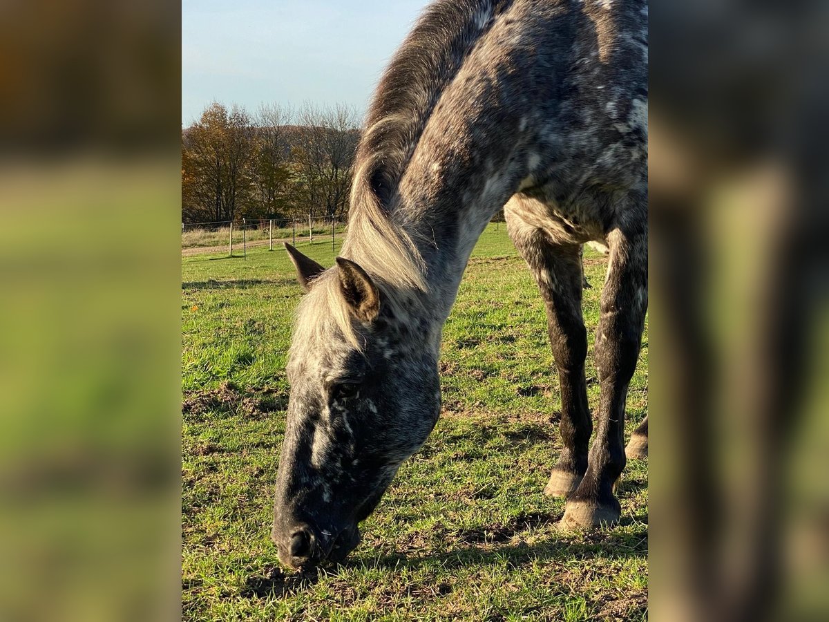 Knabstrup Mare 12 years 14,3 hh Leopard-Piebald in Mohrkirch