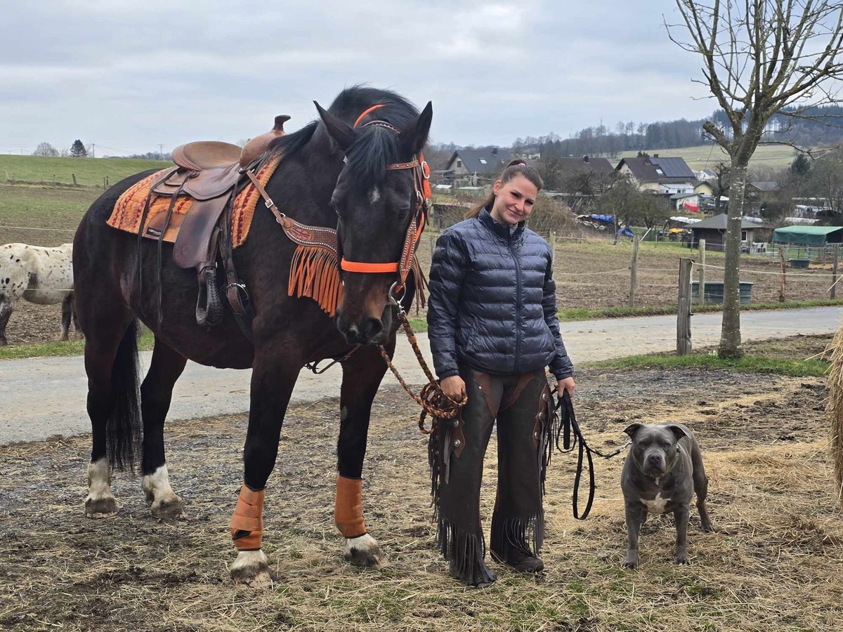 Knabstrup Mare 12 years 16 hh Brown in Linkenbach