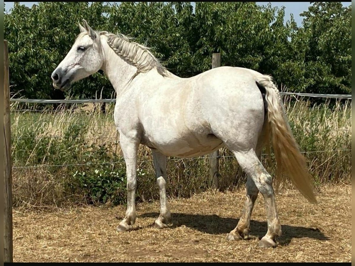 Knabstrup Mix Mare 13 years 15,1 hh Gray in Battenberg