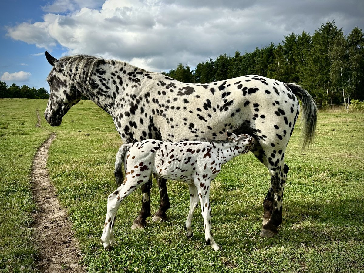 Knabstrup Mare 14 years 15,2 hh Leopard-Piebald in Fredensborg