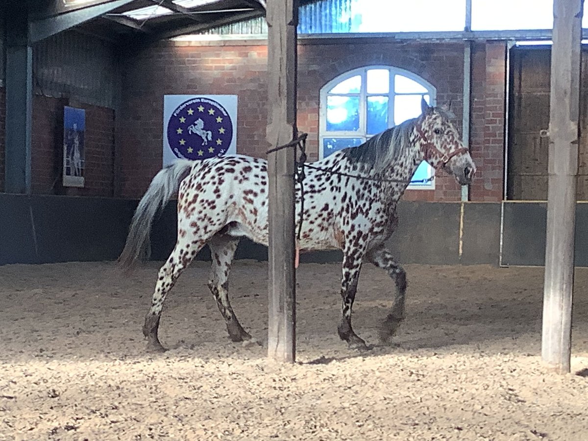 Knabstrup Mare 16 years 15,1 hh Leopard-Piebald in Werpeloh