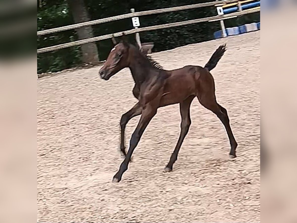 Knabstrup Mare 1 year 14,2 hh Can be white in Nittenau
