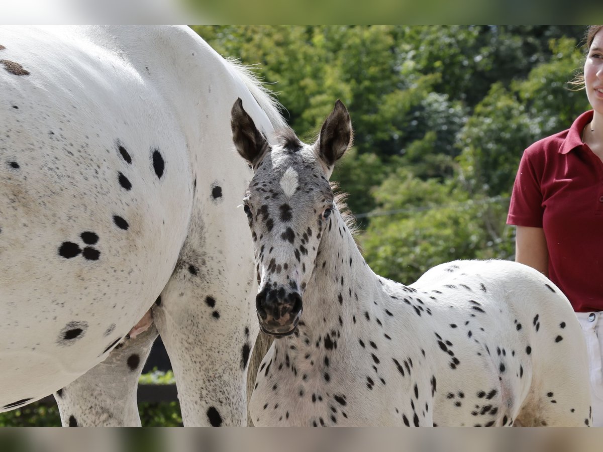 Knabstrup Mare 1 year 15,2 hh Leopard-Piebald in Stahnsdorf