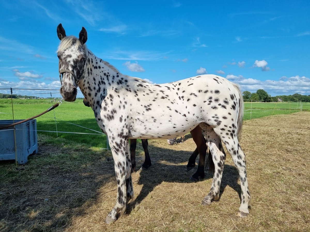 Knabstrup Mare 1 year 15,2 hh Leopard-Piebald in Oterleek