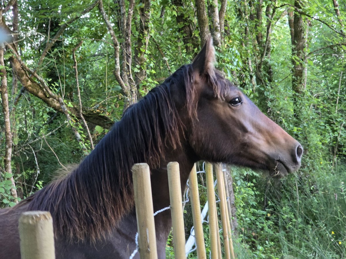 Knabstrup Mare 1 year 16 hh Bay-Dark in Cabariot