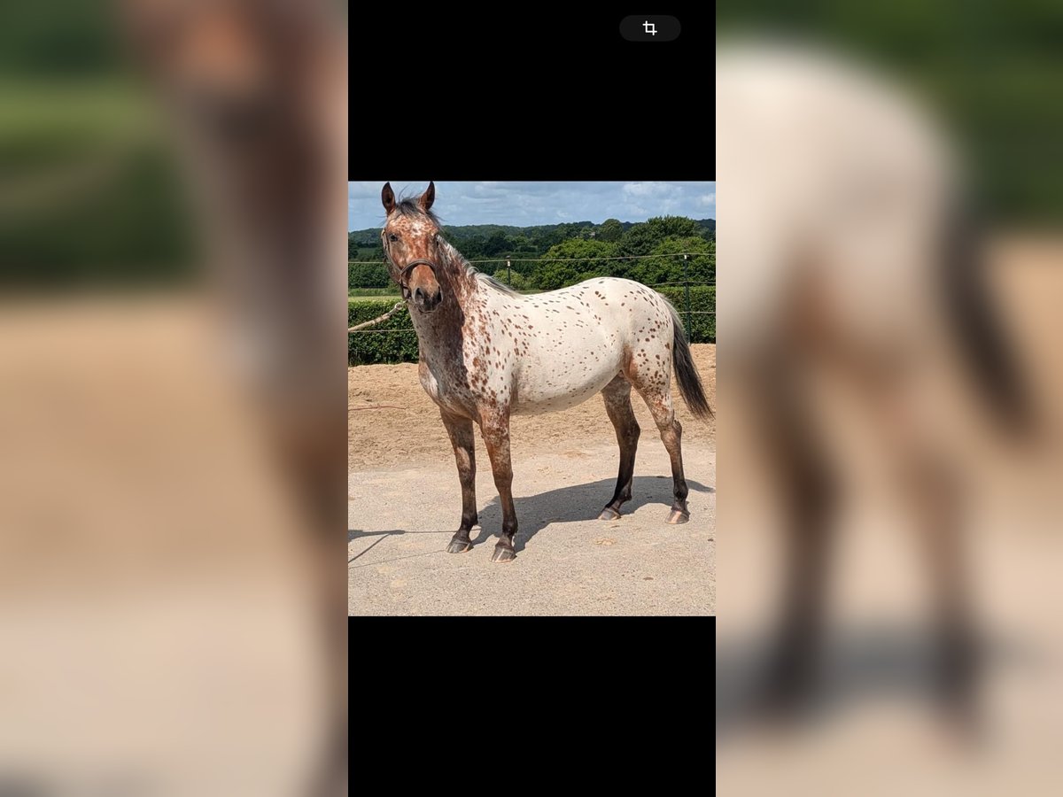Knabstrup Mare 2 years 15 hh Leopard-Piebald in Mohrkirch