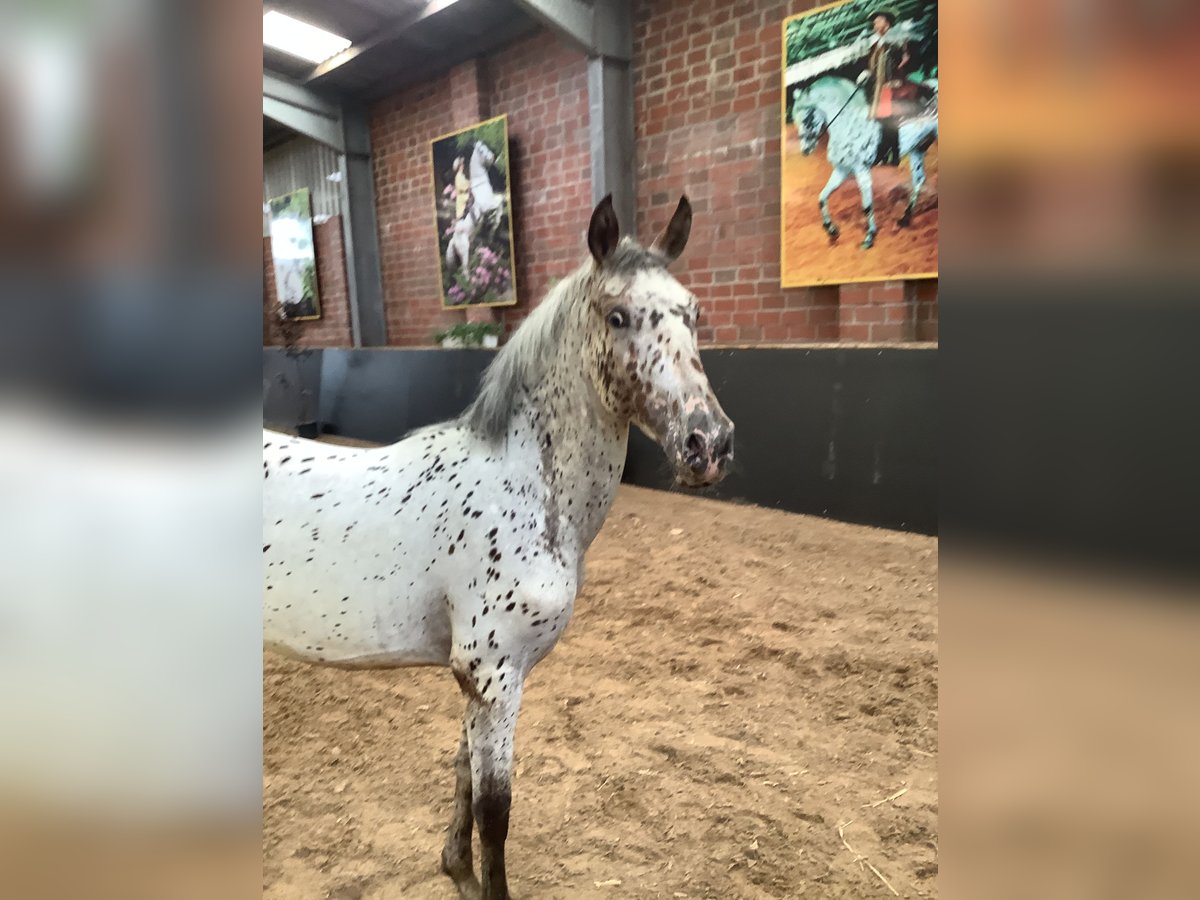 Knabstrup Mare 2 years 15,1 hh Leopard-Piebald in Werpeloh