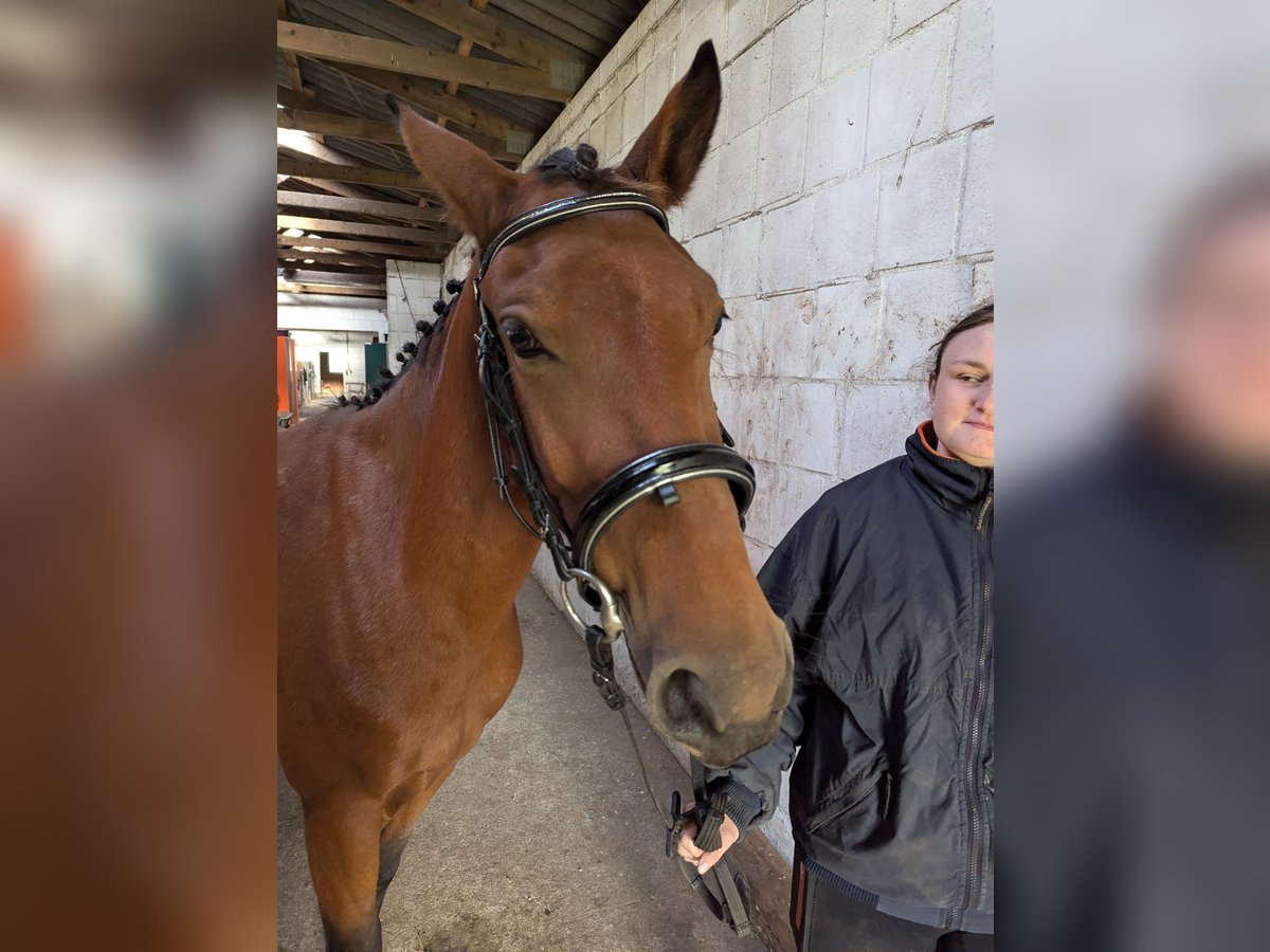 Knabstrup Mare 3 years 14,1 hh Brown in NUTTELN