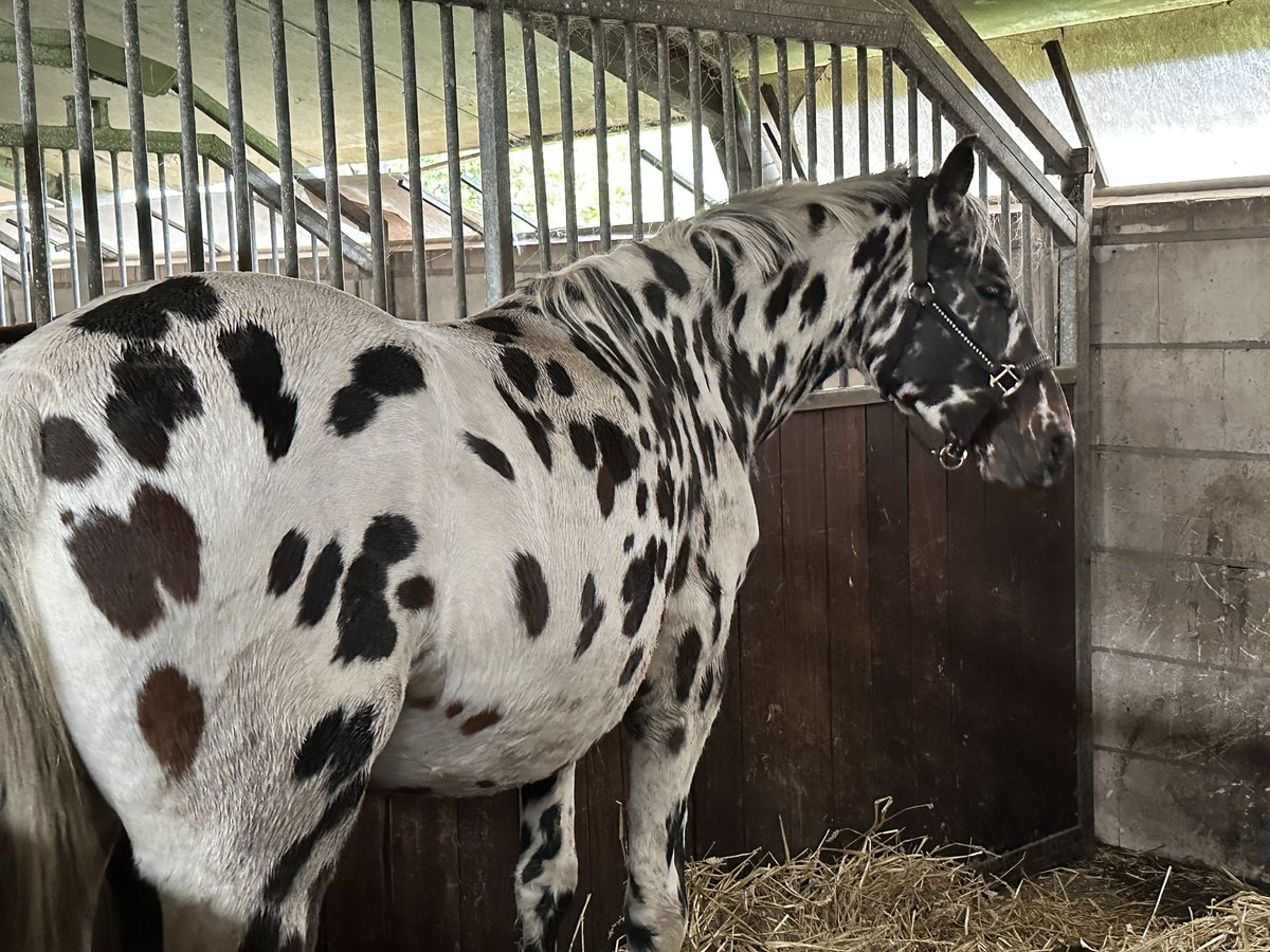 Knabstrup Mix Mare 3 years 14,2 hh Leopard-Piebald in Lobith