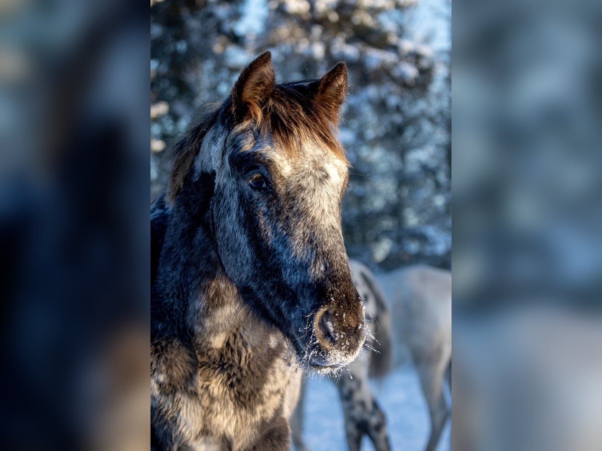 Knabstrup Mare 3 years 15 hh Leopard-Piebald in Fredensborg