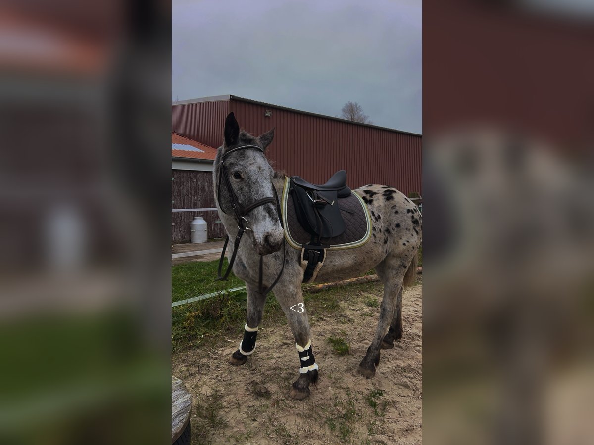 Knabstrup Mare 4 years 14,2 hh in Westoverledingen