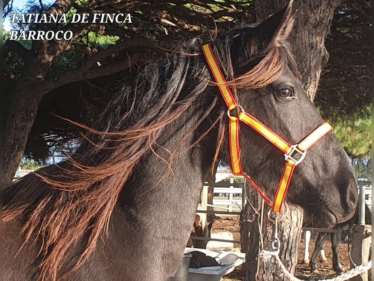 Knabstrup Mix Mare 5 years 15,1 hh Black in Chiclana de la Frontera