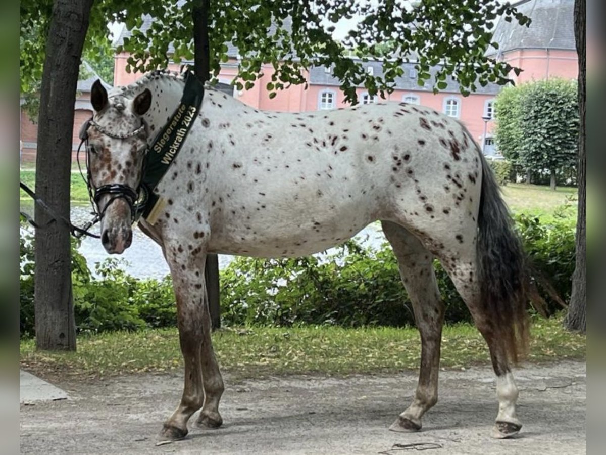 Knabstrup Mare 5 years 15,2 hh Leopard-Piebald in Steinau